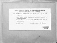 Tricholoma imbricatum image